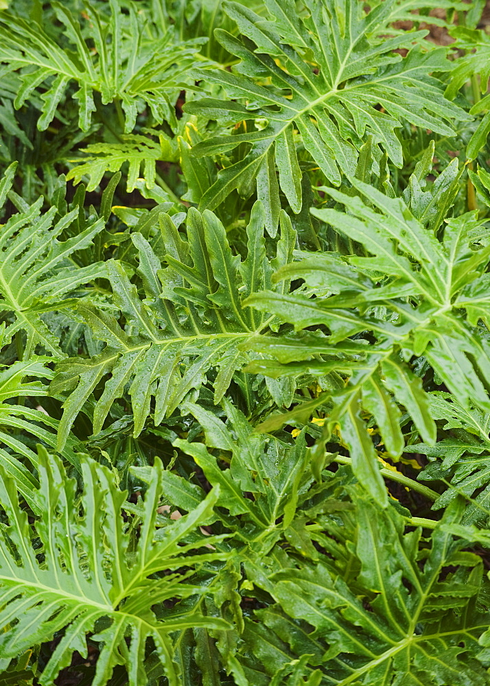 Close up of wet tropical leaves