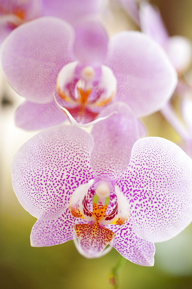 Close up of orchid