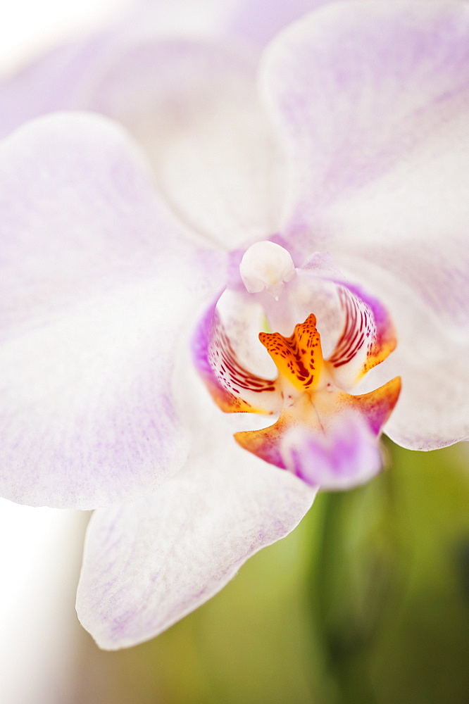 Close up of orchid