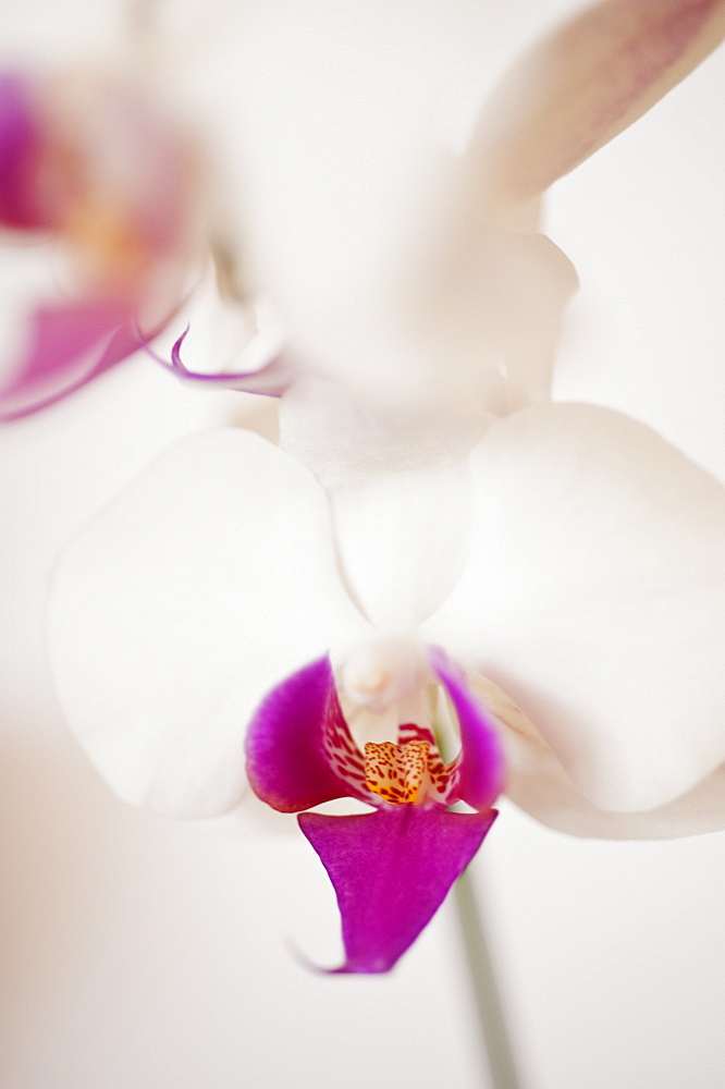 Close up of orchid