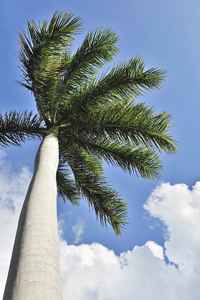 Cuban Cigar palm tree and blue sky