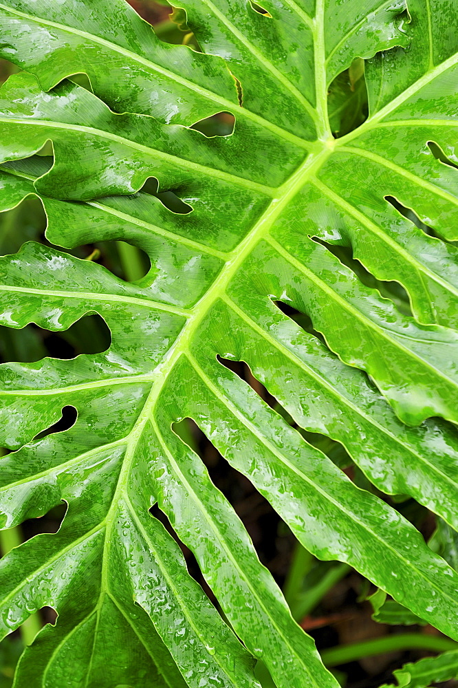 Close up of wet tropical leaf