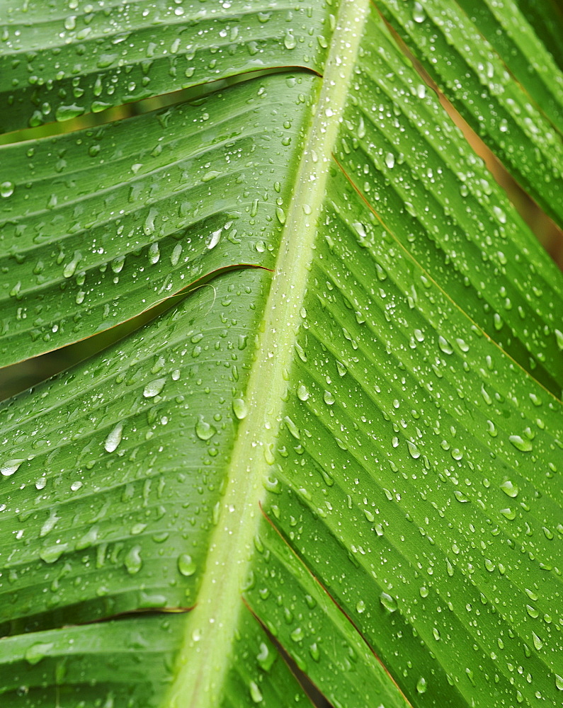 Close up of wet tropical leaf