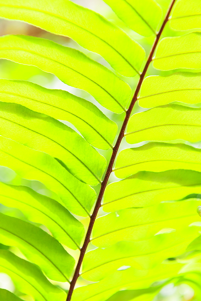 Close up of tropical leaf