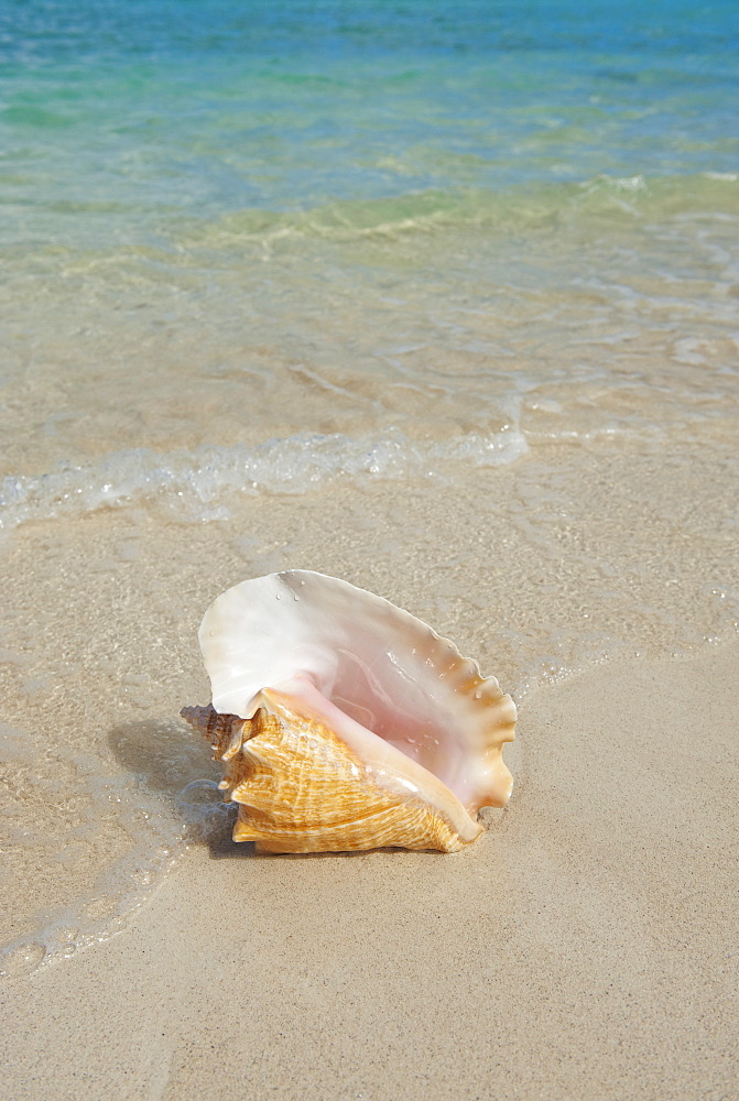 Conch shell on beach