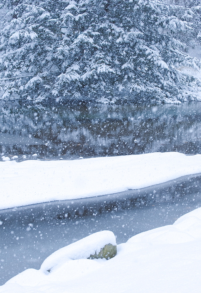 Snowy forest and stream in winter