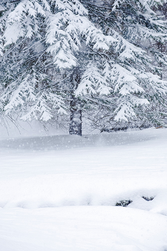 Snowy forest in winter
