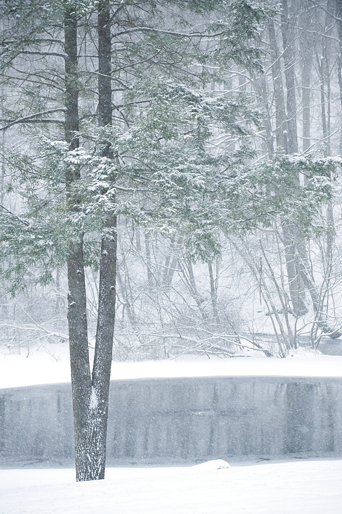 Forest and pond in winter