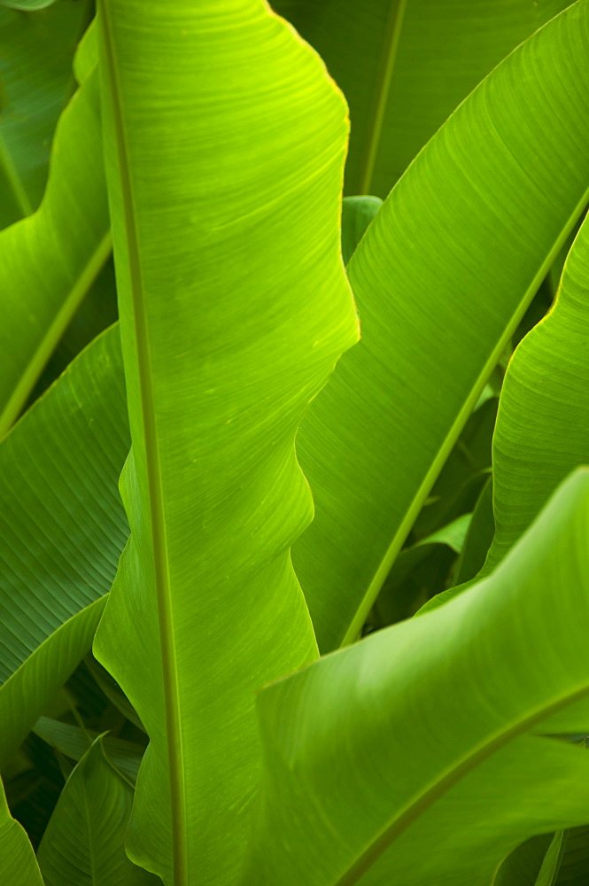 Close up of tropical plant, Bermuda