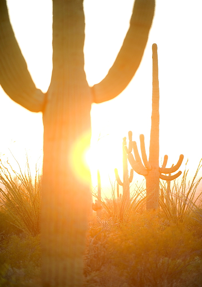 Sun shining behind cactus, Saguaro National Park, Arizona