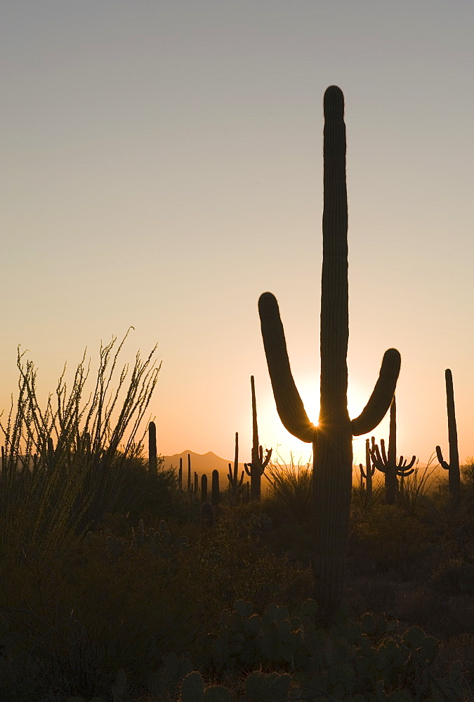 Sun setting behind cactus plants, Saguaro National Park, Arizona