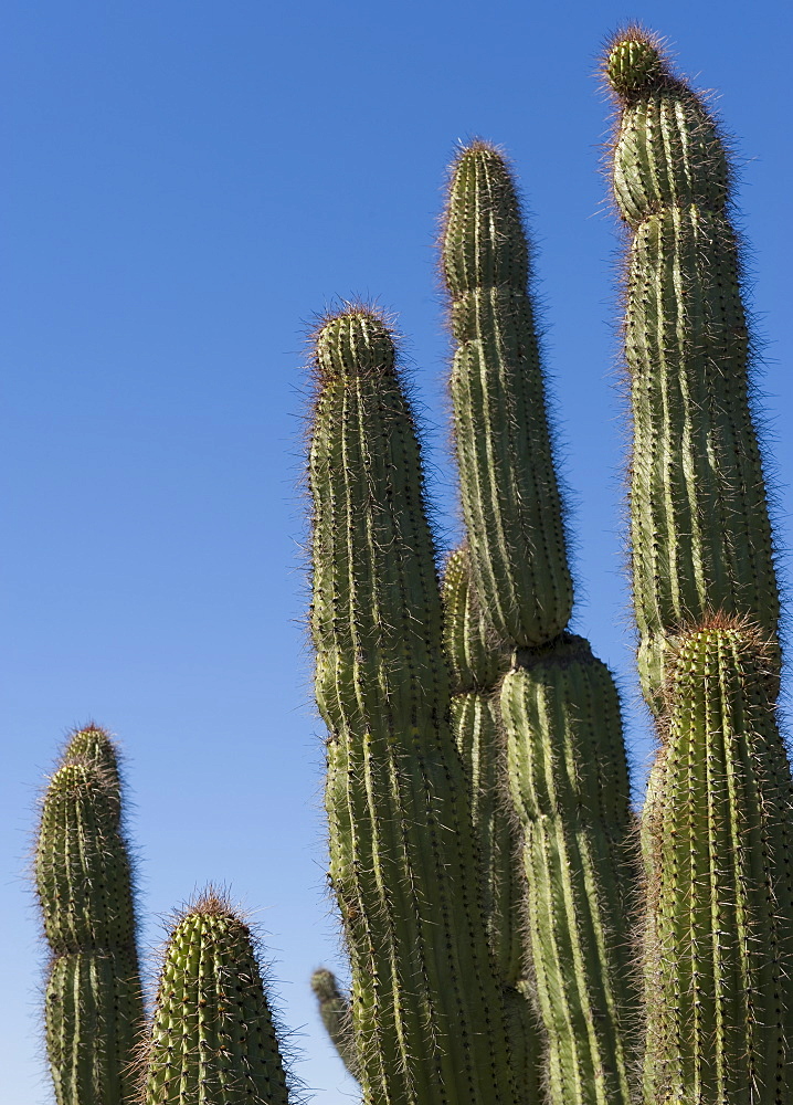 Organ Pipe Cactus against blue sky