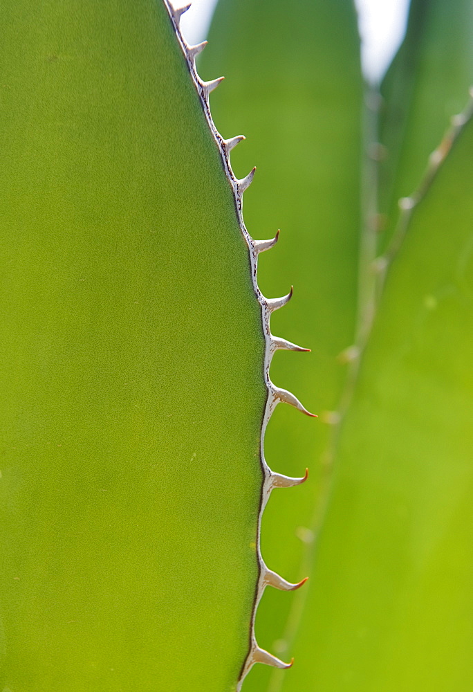 Close up of agave plant