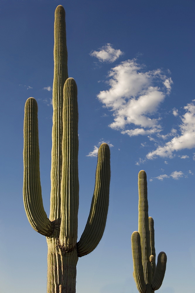 Saguaro Cactus plants against blue sky