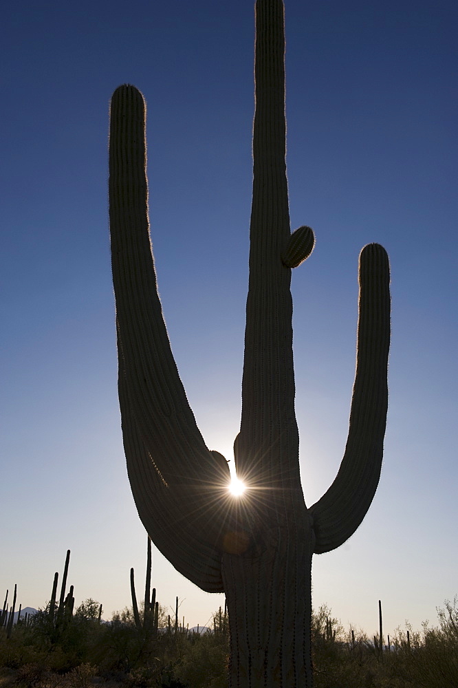 Sun shining behind cactus plant, Saguaro National Park, Arizona