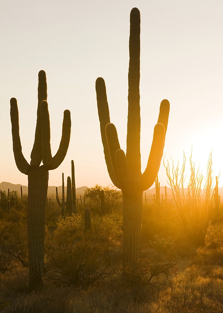 Sun shining on cactus plants, Saguaro National Park, Arizona