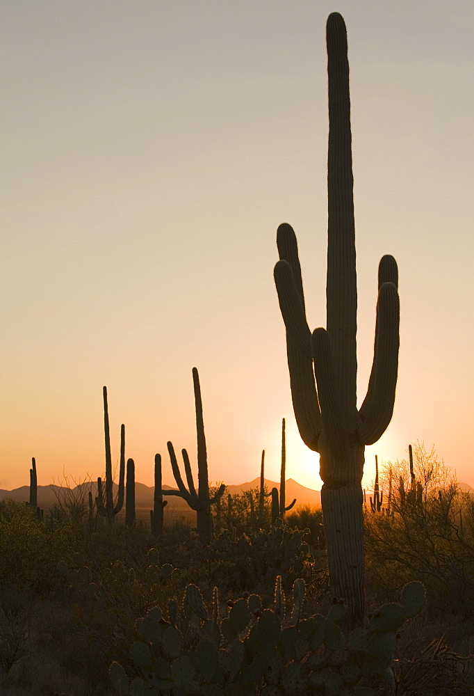 Sun behind cactus, Saguaro National Park, Arizona