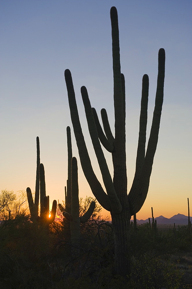 Cactus plants, Saguaro National Park, Arizona