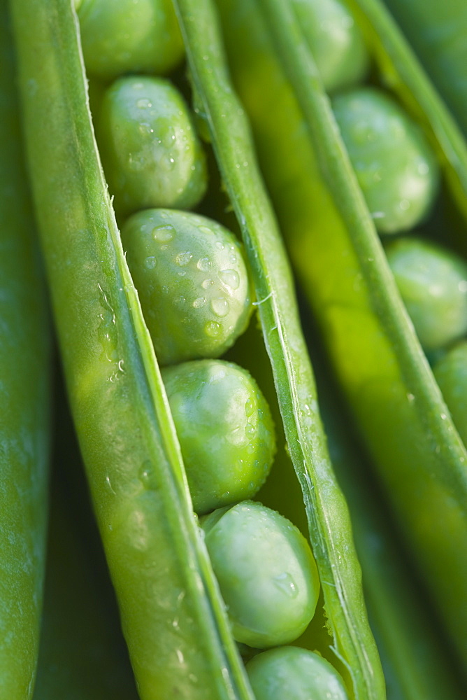 Close up peas in a pod