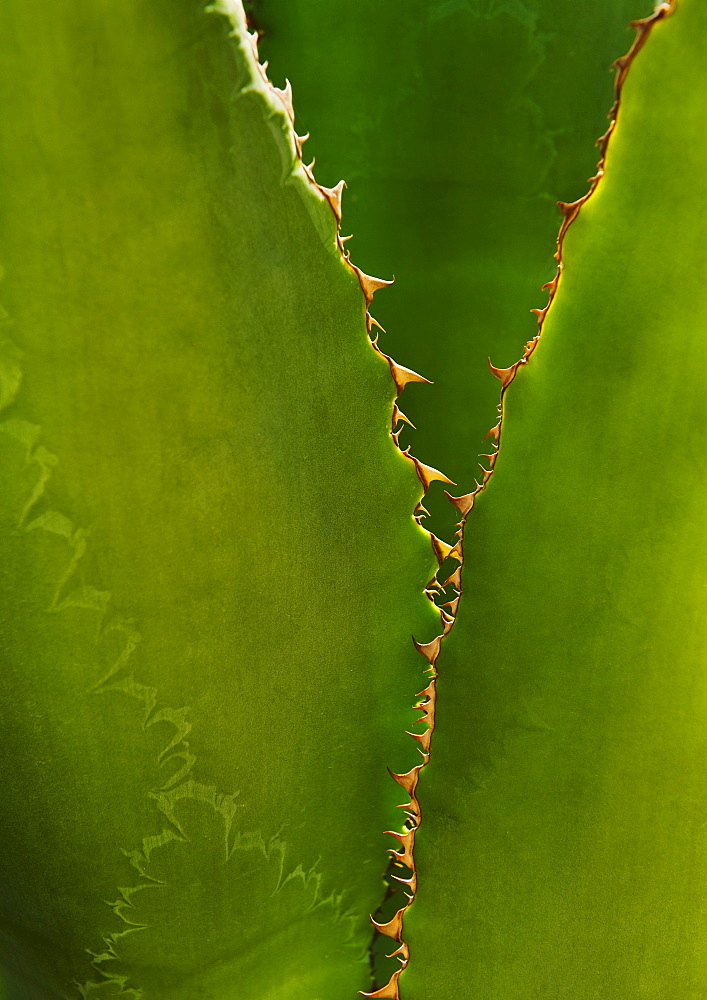 Close up of agave cactus plant