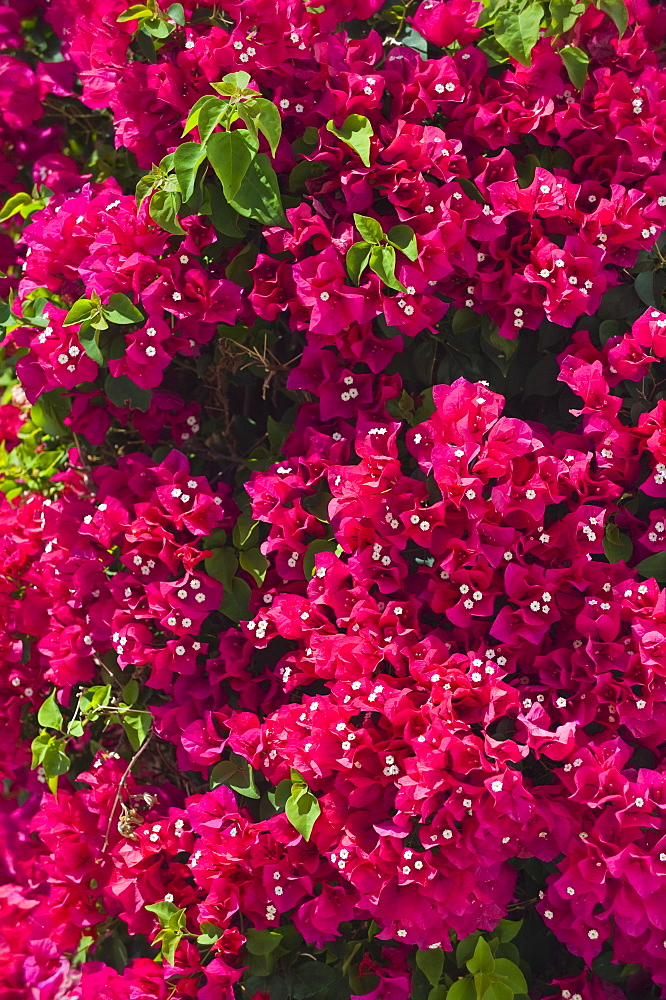 Close up of bougainvillea flowers