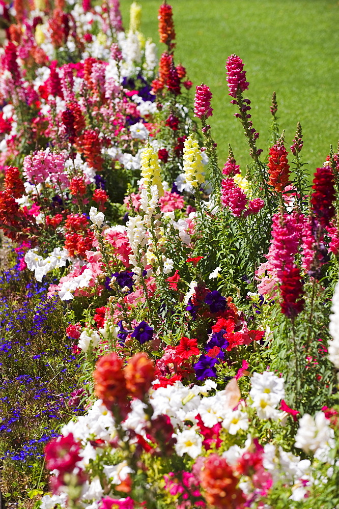 Assorted flowers in garden