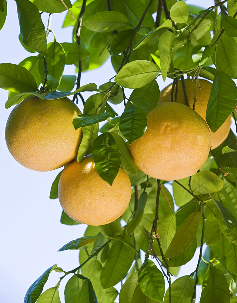Close up of grapefruit on tree