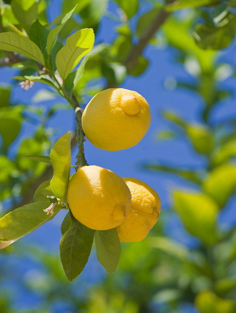 Close up of lemons on tree