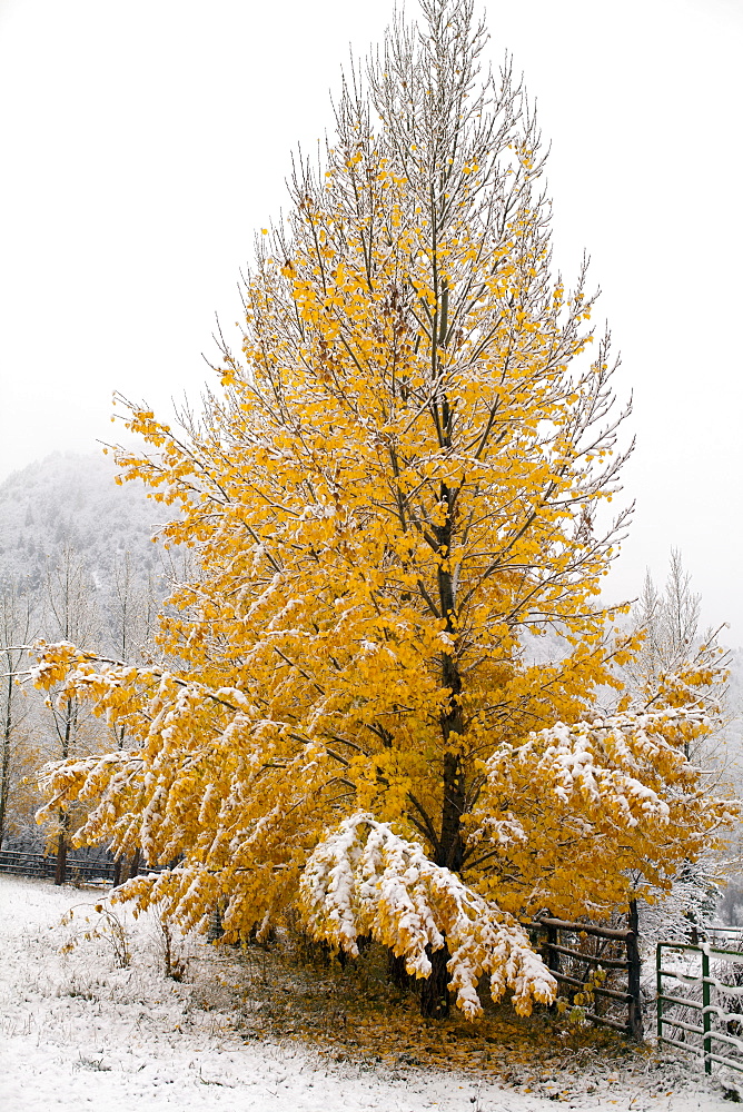 USA, Colorado, Yellow tree covered by snow