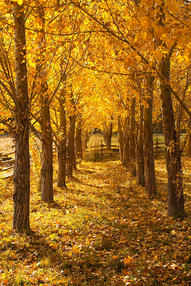 USA, Colorado, Autumn tree lined footpath