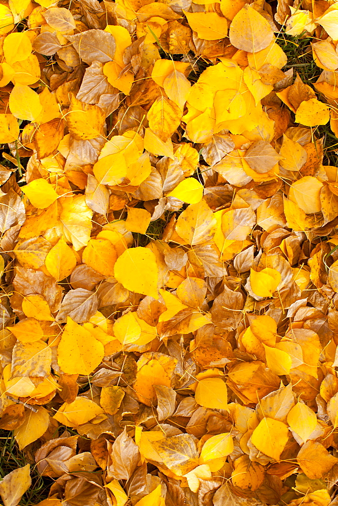 Close-up of yellow leaves