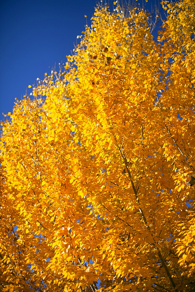 Close-up of yellow trees against blue sky