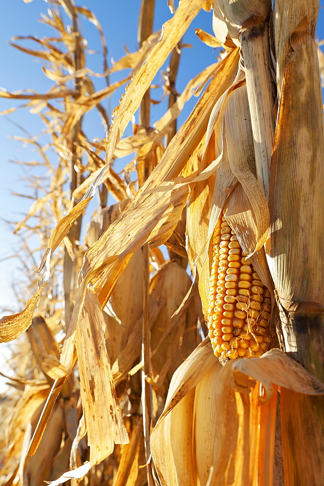 USA, Iowa, Latimer, Close-up of ripe corn