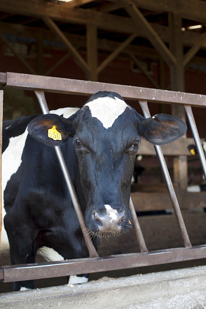 Cow in barn