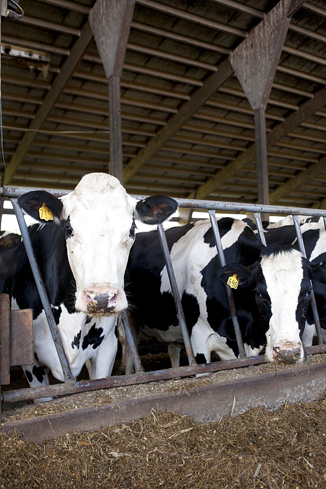 Cows in barn