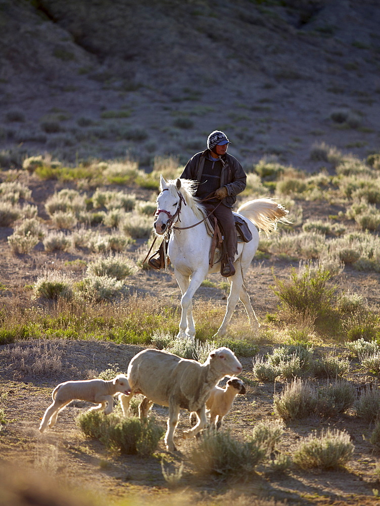 USA, Utah, Cowboy herding livestock in pasture