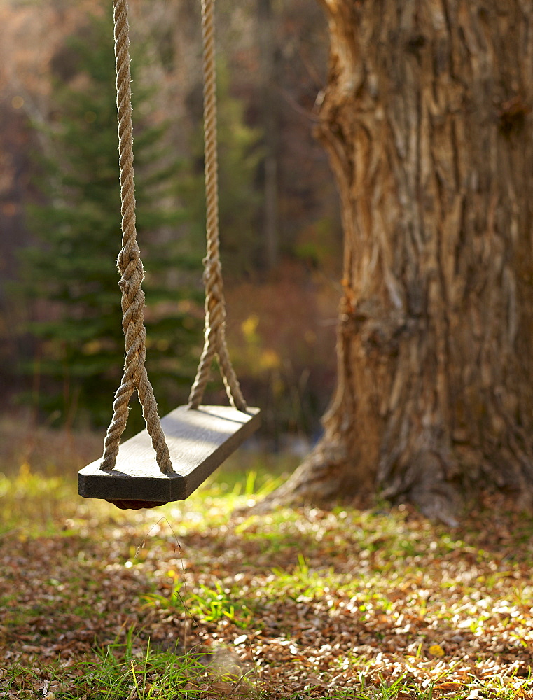 USA, Colorado, Empty swing hanging from tree