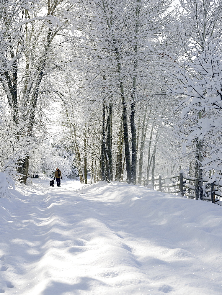 USA, Colorado, woman and dog on snowy road