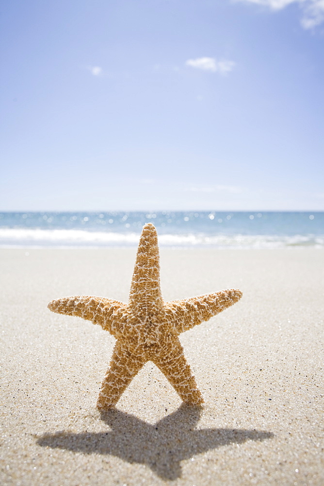 USA, Massachusetts, Cape Cod, Nantucket, close up of starfish on sand