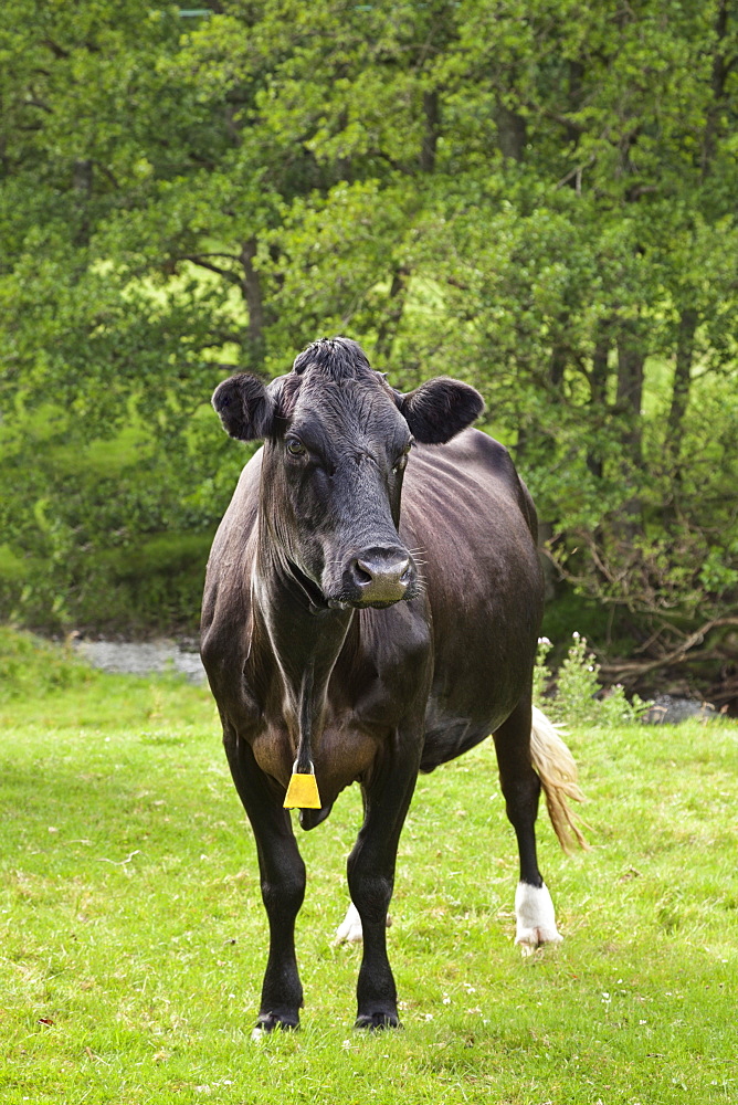 Cow in field