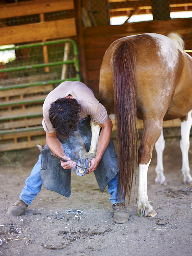 an applying horseshoe to horse