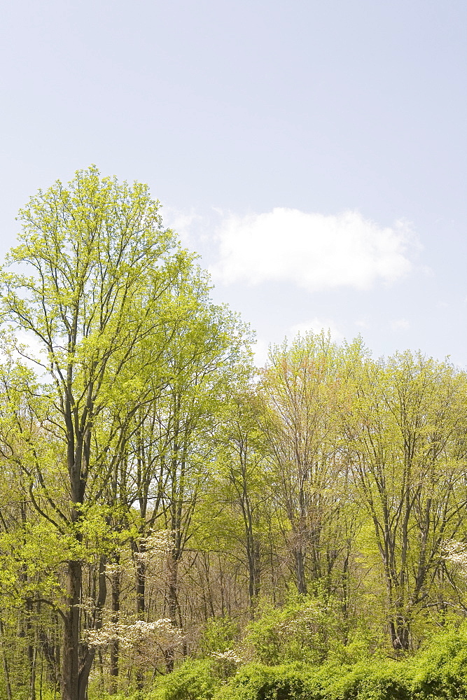Spring woodland