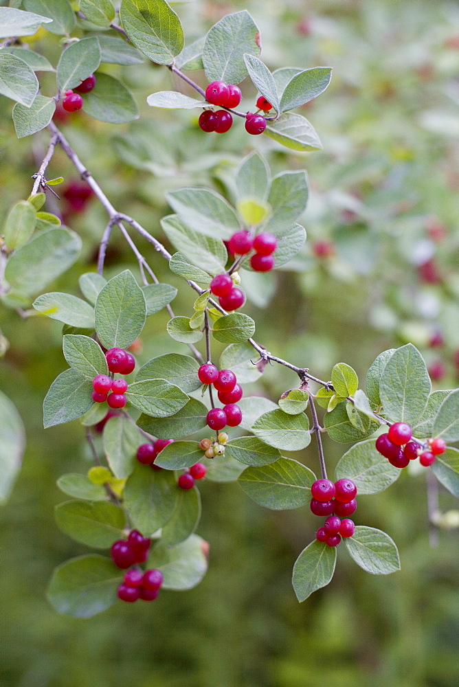 Red berries on wild plant