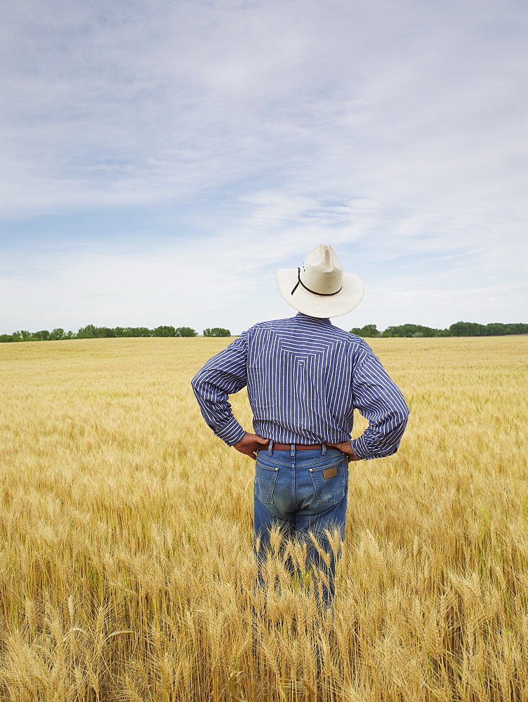 Farmer standing in wheat field