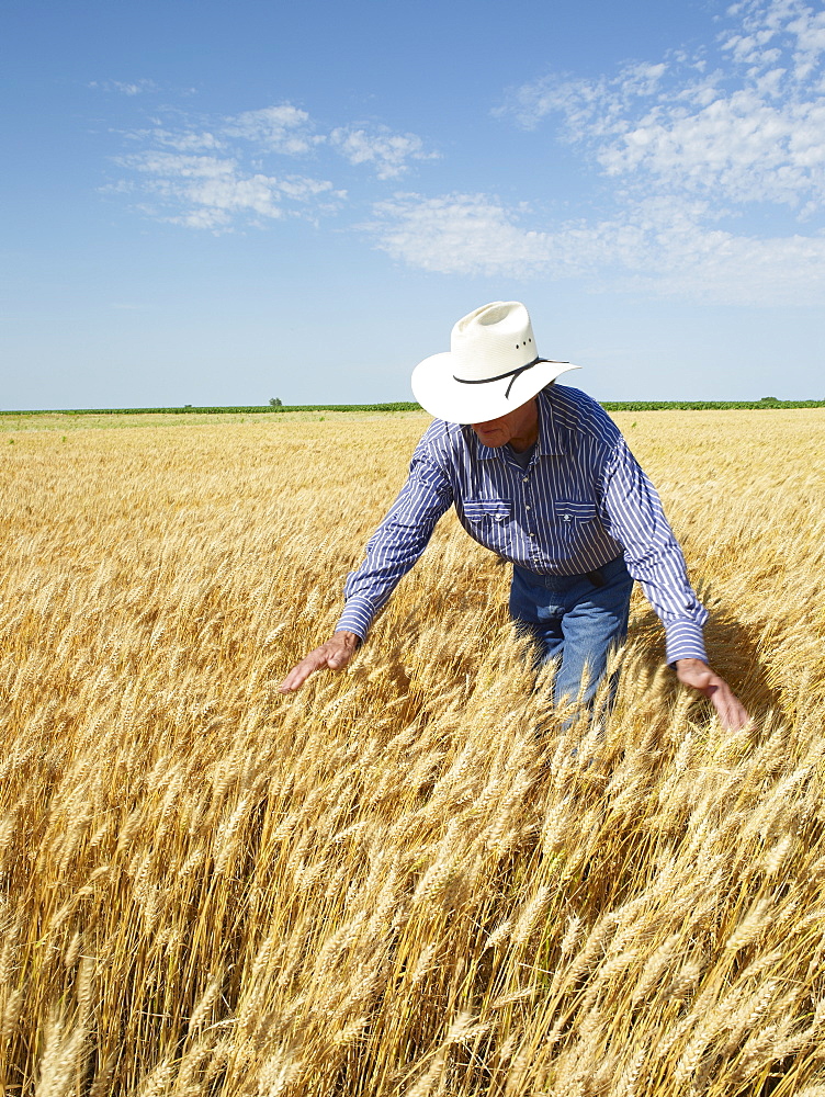 Farmer standing in wheat field