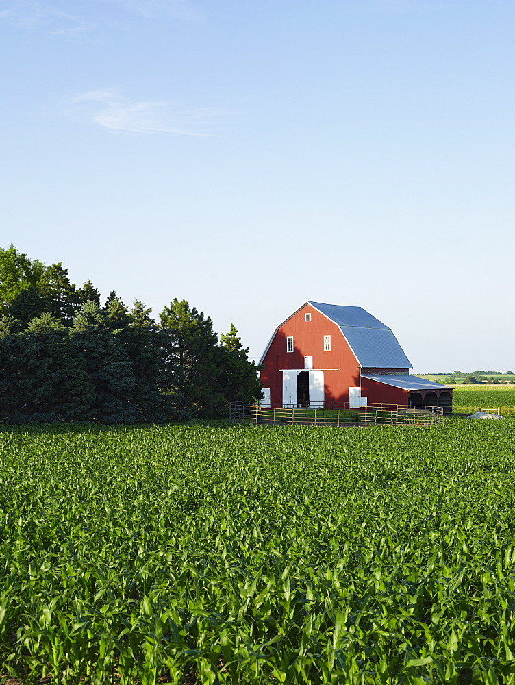 Corn field