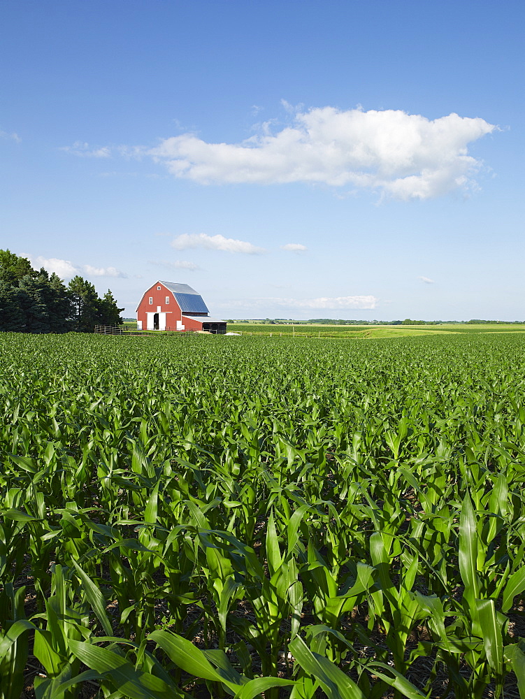 Corn field