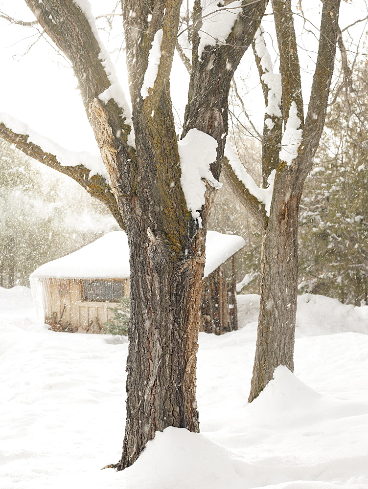 Trees and cabin on snowy day