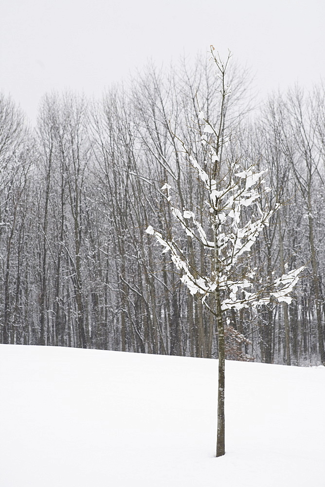 Bare trees in winter