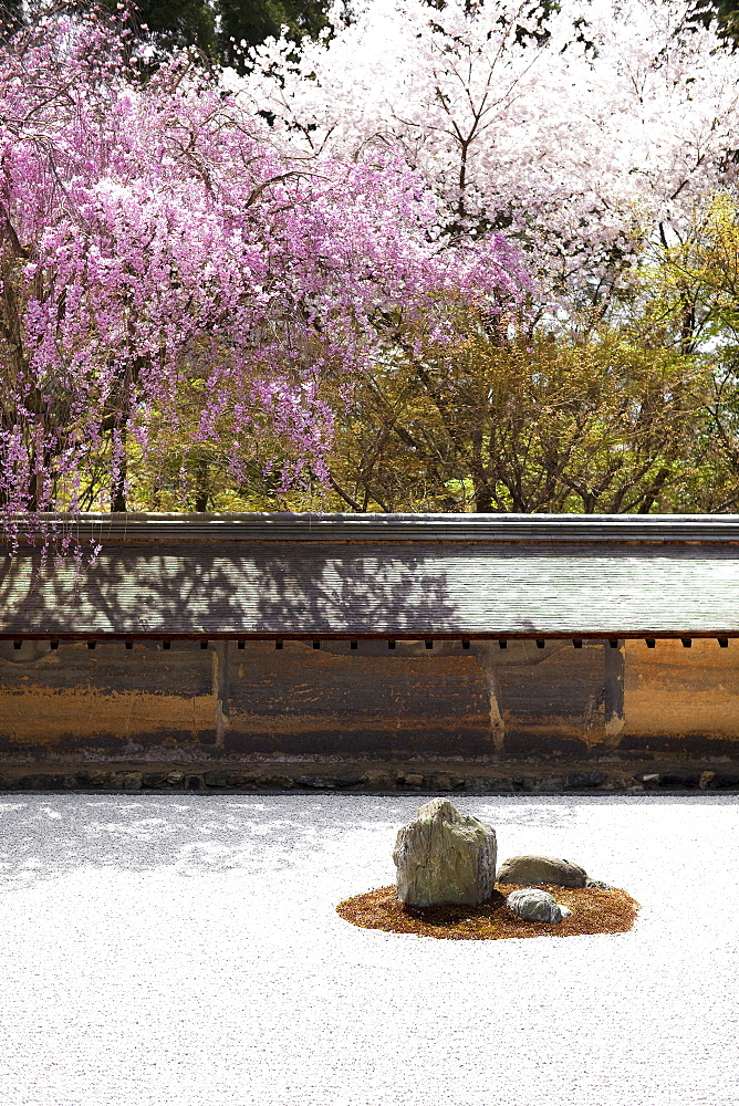 Japanese cherry trees